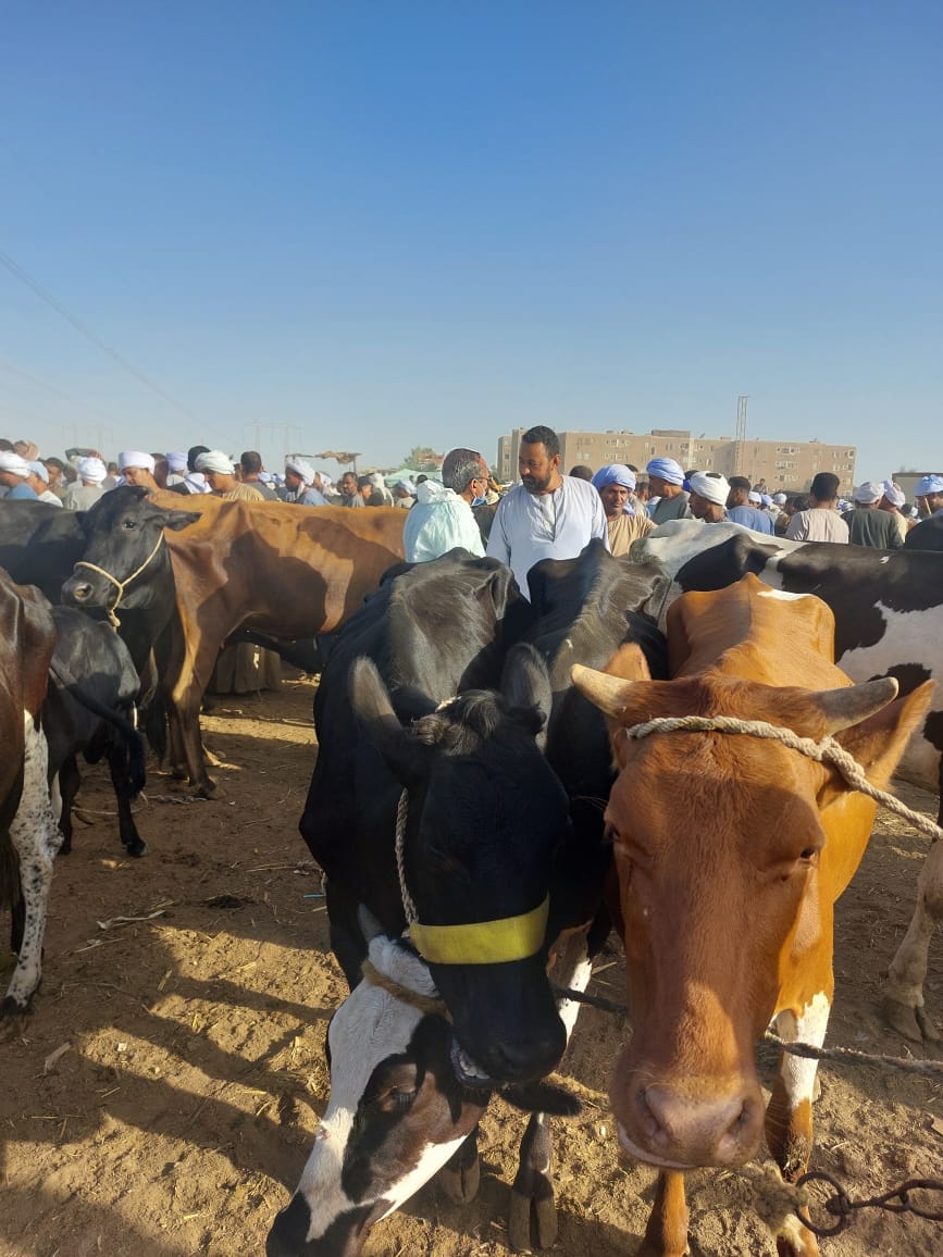 عمليات التفتيش والتطعيم والدعم لأصحاب الثروة الحيوانية بالحملات البيطرية