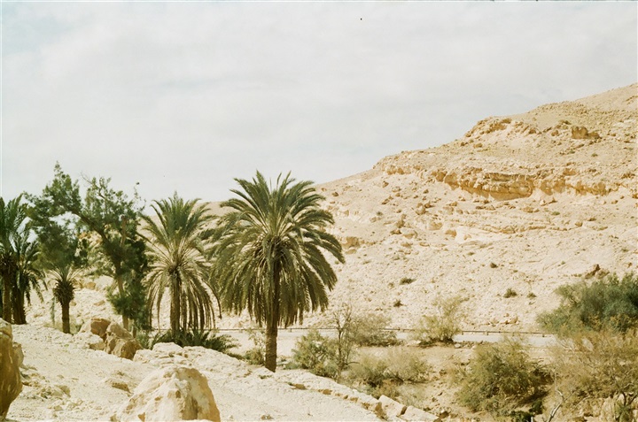 واحات القسيمة بوسط سيناء