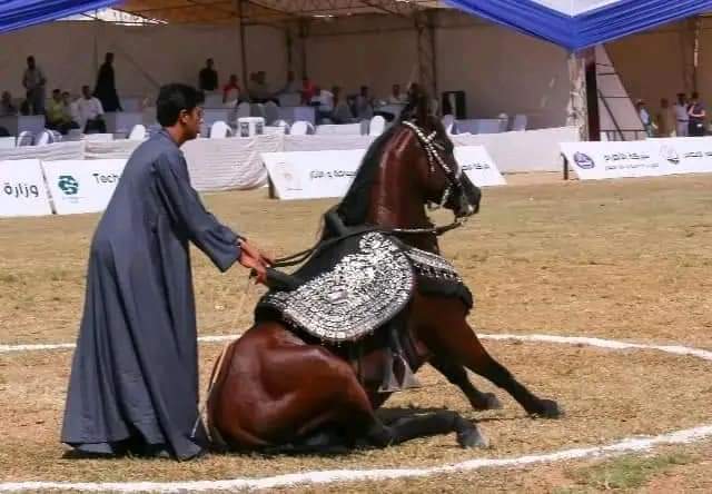 مهرجان الخيول العربية