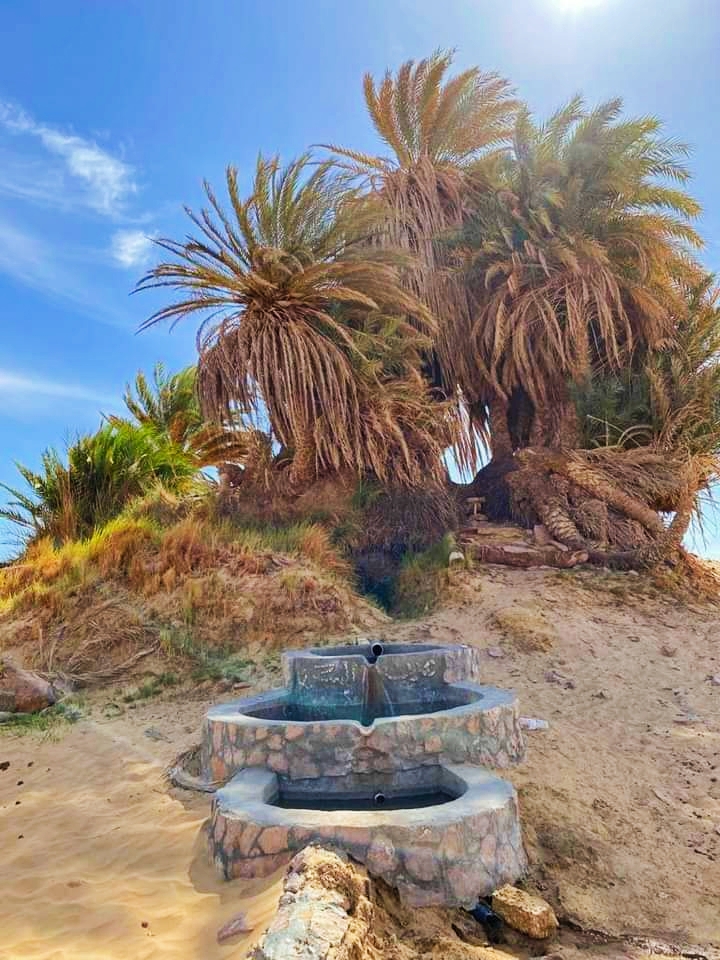 نخيل عين السرو العتيق نخيل عين السرو العتيق