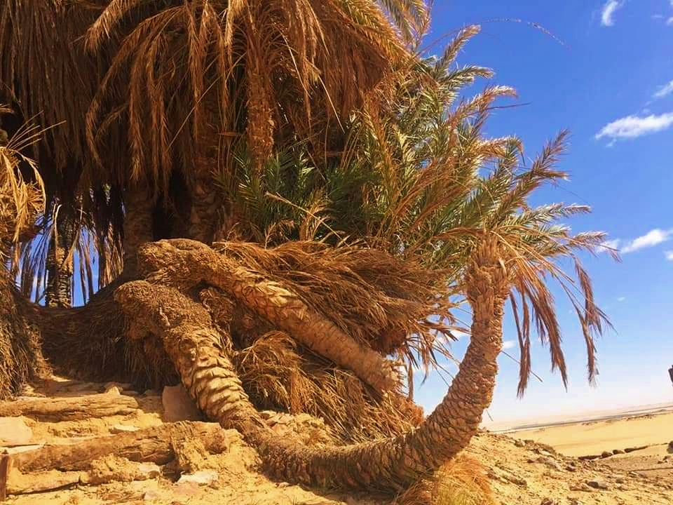 تجمع نخيل عمره مئات السنين فى عين السرو تجمع نخيل عمره مئات السنين فى عين السرو