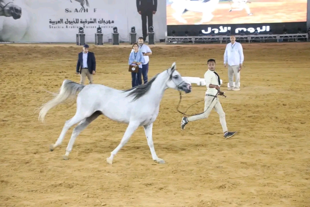 مهرة تستعرض جمالها بمسابقة جمال الخيل