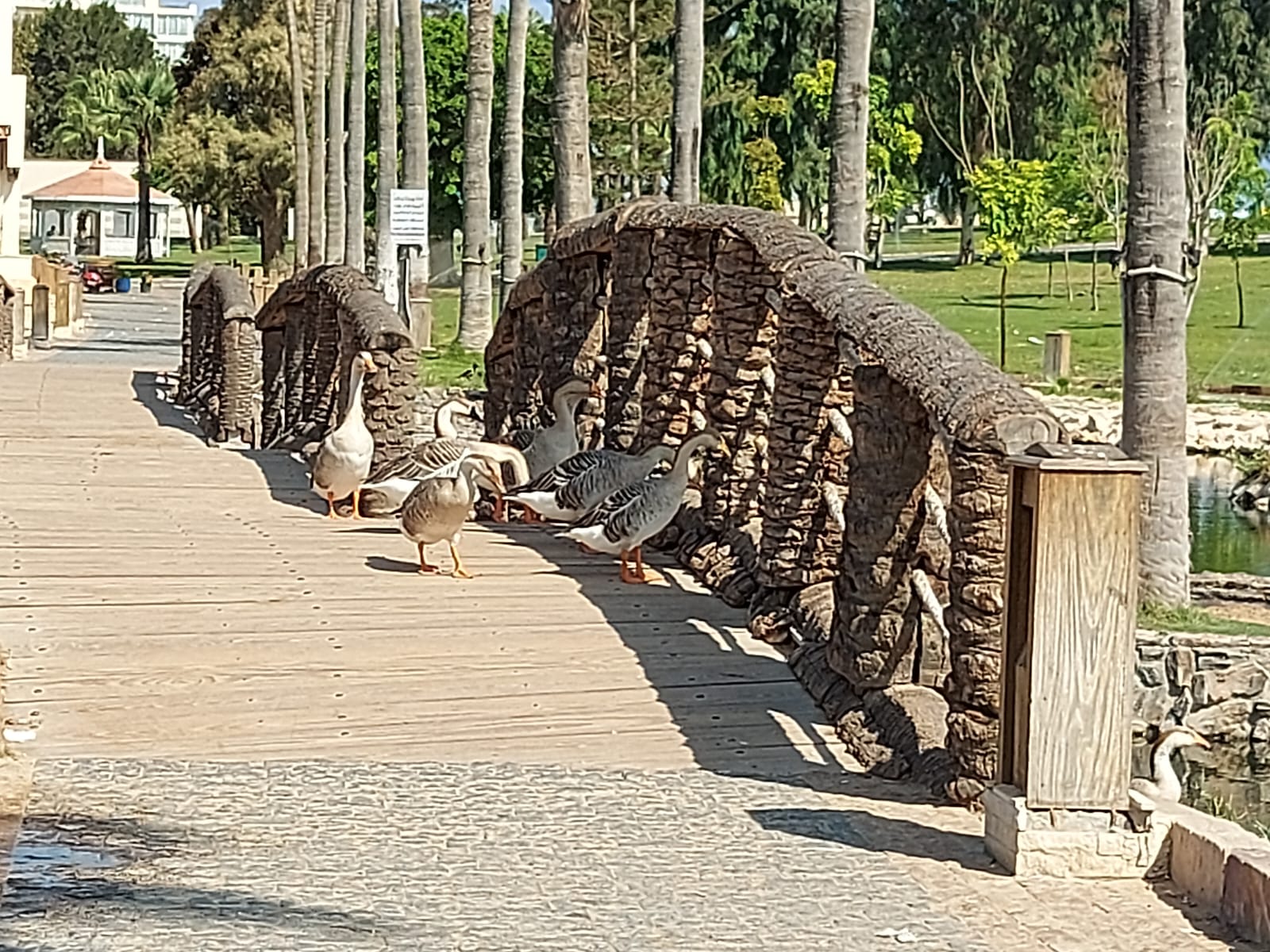 الطيور بحدائق المنتزة