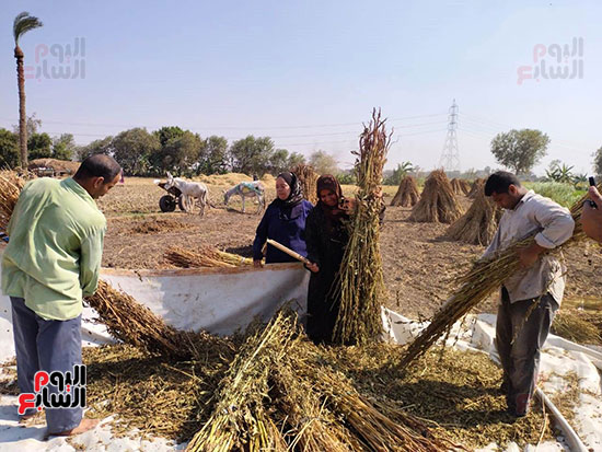 فرحة-حصاد-السمسم_1