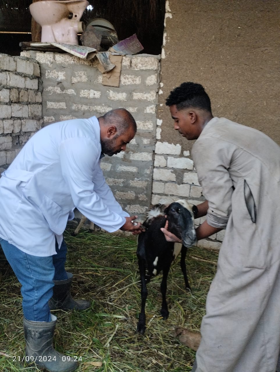 لجان من بيطرى الأقصر تفحص الأغنام والماعز