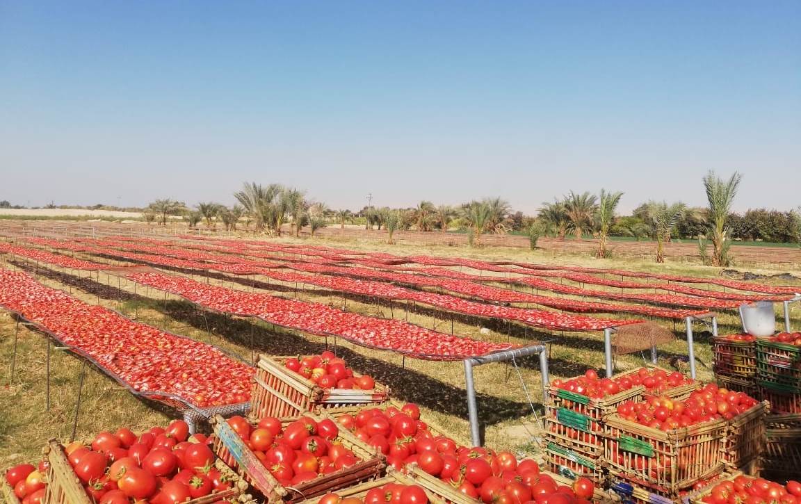 مناشر الطماطم تستعد للموسم الجديد مطلع أكتوبر المقبل