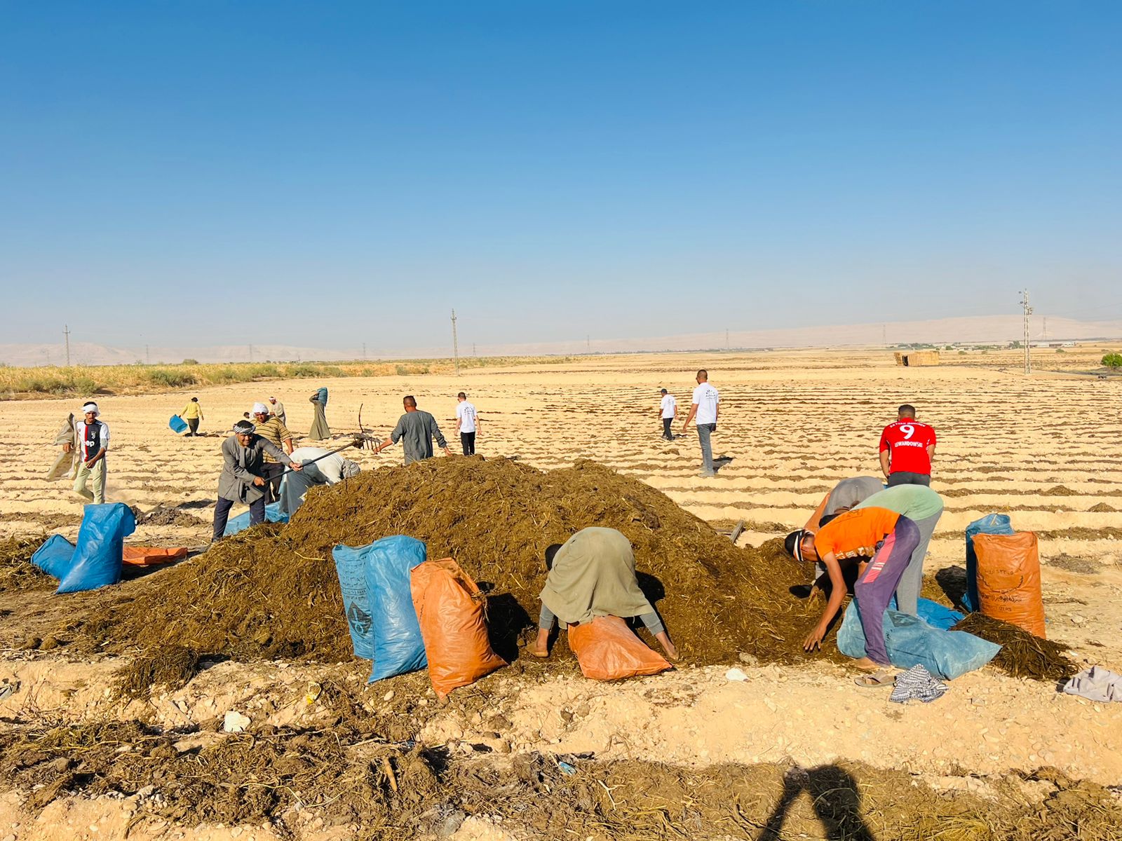 عمل يومى فى استصلاح الظهير الصحراوى