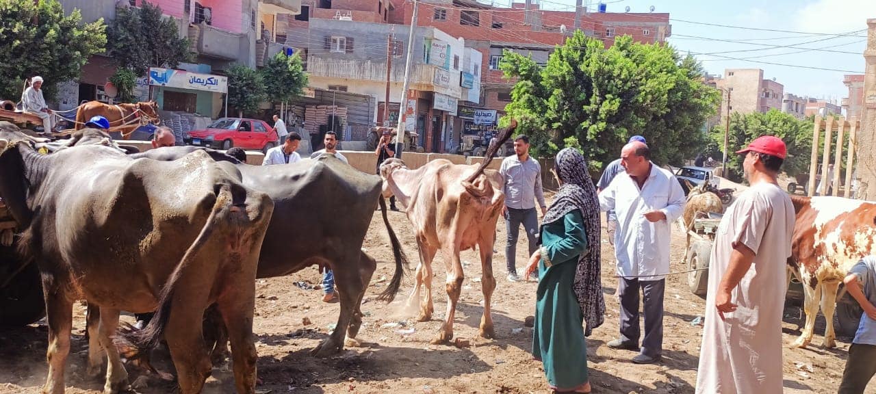 جانب من القافلة البيطرية  بقرية