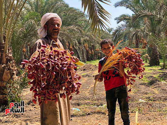 فرحة المزارعين بالمحصول