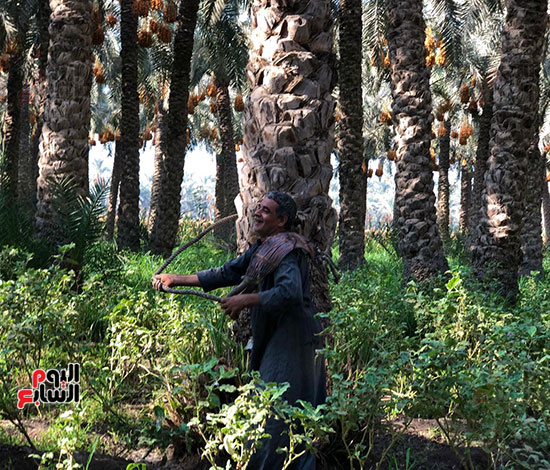 فرحة المزارعين ببدء الحصاد