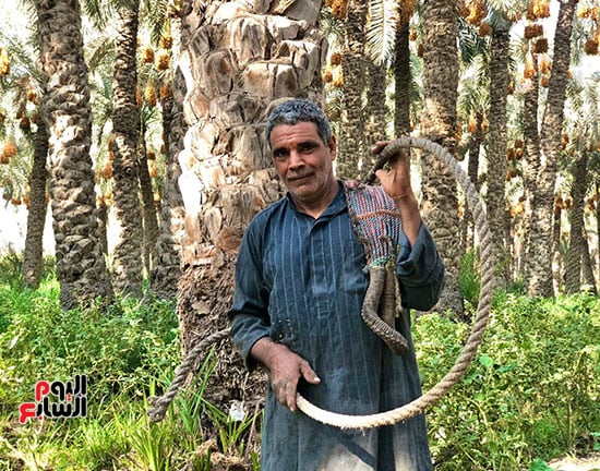 محمد أحمد طالع نخل في المرازيق