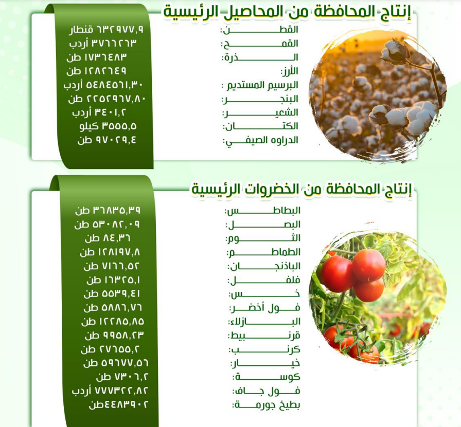 انتاج كفر الشيخ من المحاصيل والخضروات 