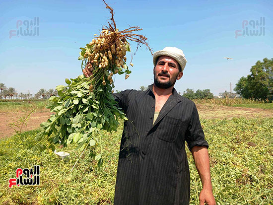 فرحة-الحصاد