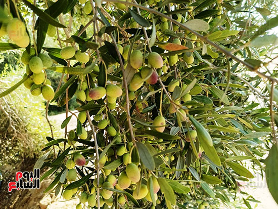 الثروة الزراعية الثروة الزراعية