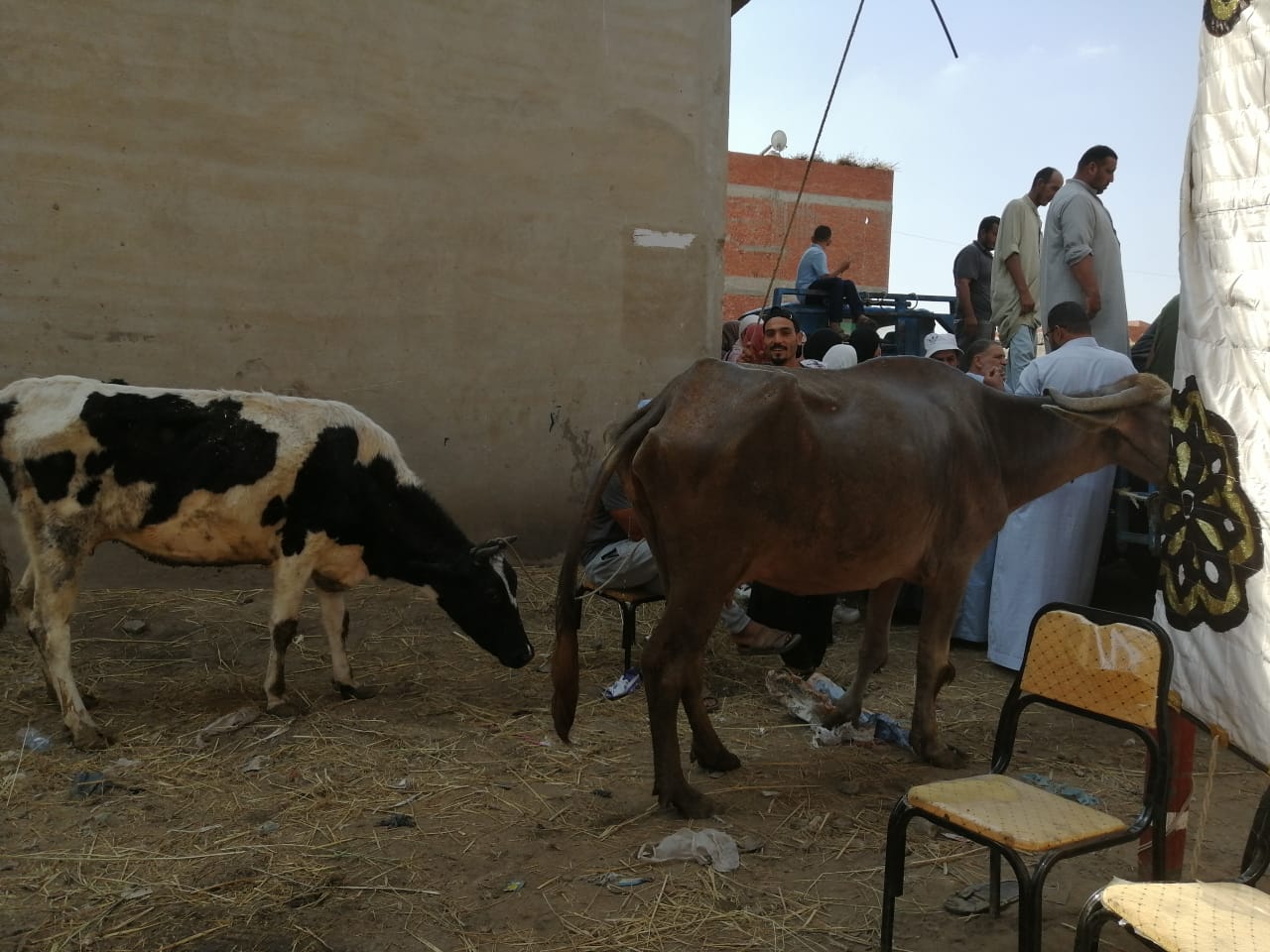 قافلة بيطرية