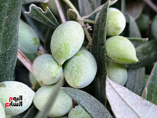 الحبوب الخضراء الحبوب الخضراء
