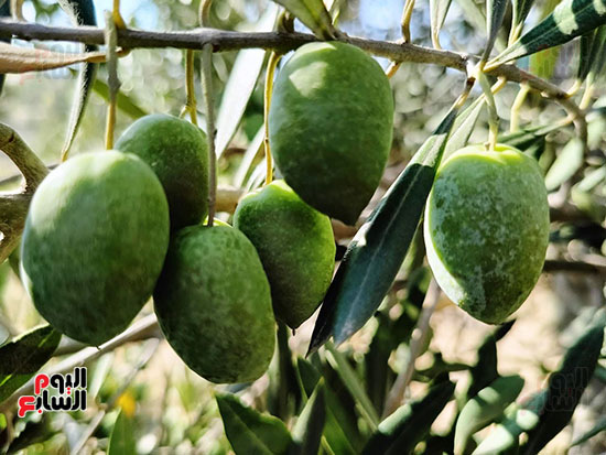 جمال-حبوب-الزيتون جمال-حبوب-الزيتون