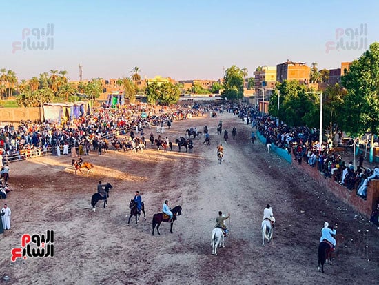 اقبال-كبير-بمرماح-الخيول-فى-قرية-منشأة-العمارى-بالأقصر