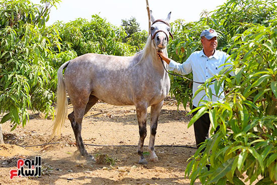 الخيول العربية (14)