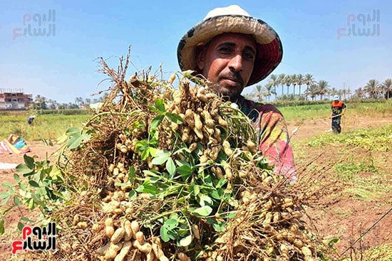 موسم حصاد الفول السوادنى