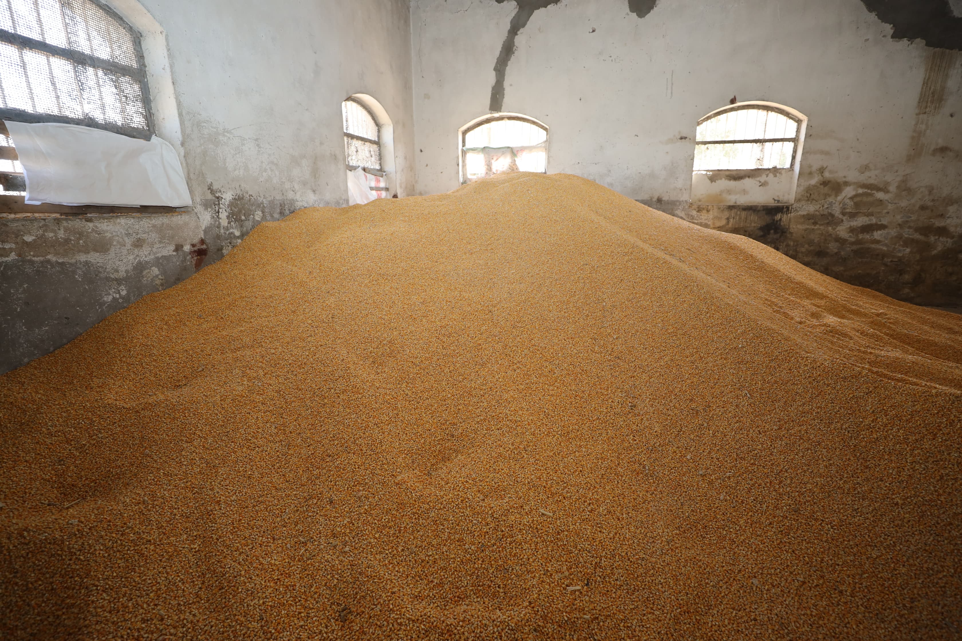 انتاح الاعلاف بمصنع زراعة ميت علوان