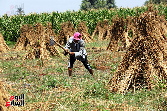 يوم الفلاح (8)