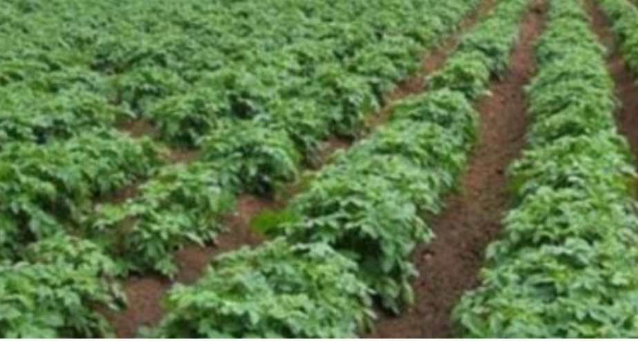 محصول البسلة الخضراء 