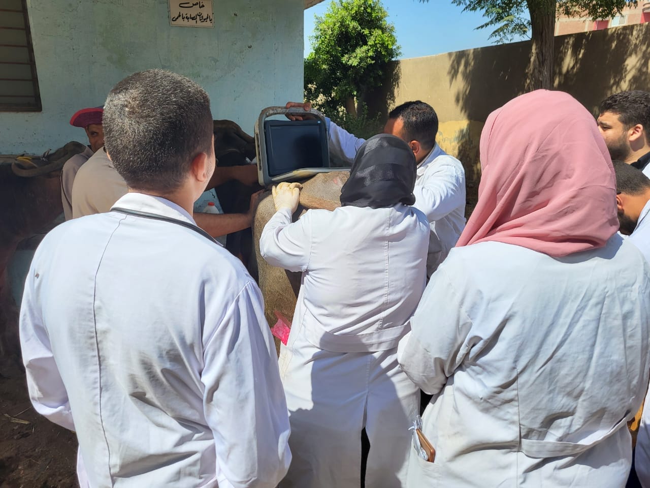 عمل سونار للماشية عمل سونار للماشية