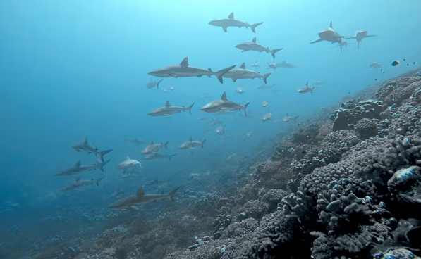 قرش الشعاب المرجانية