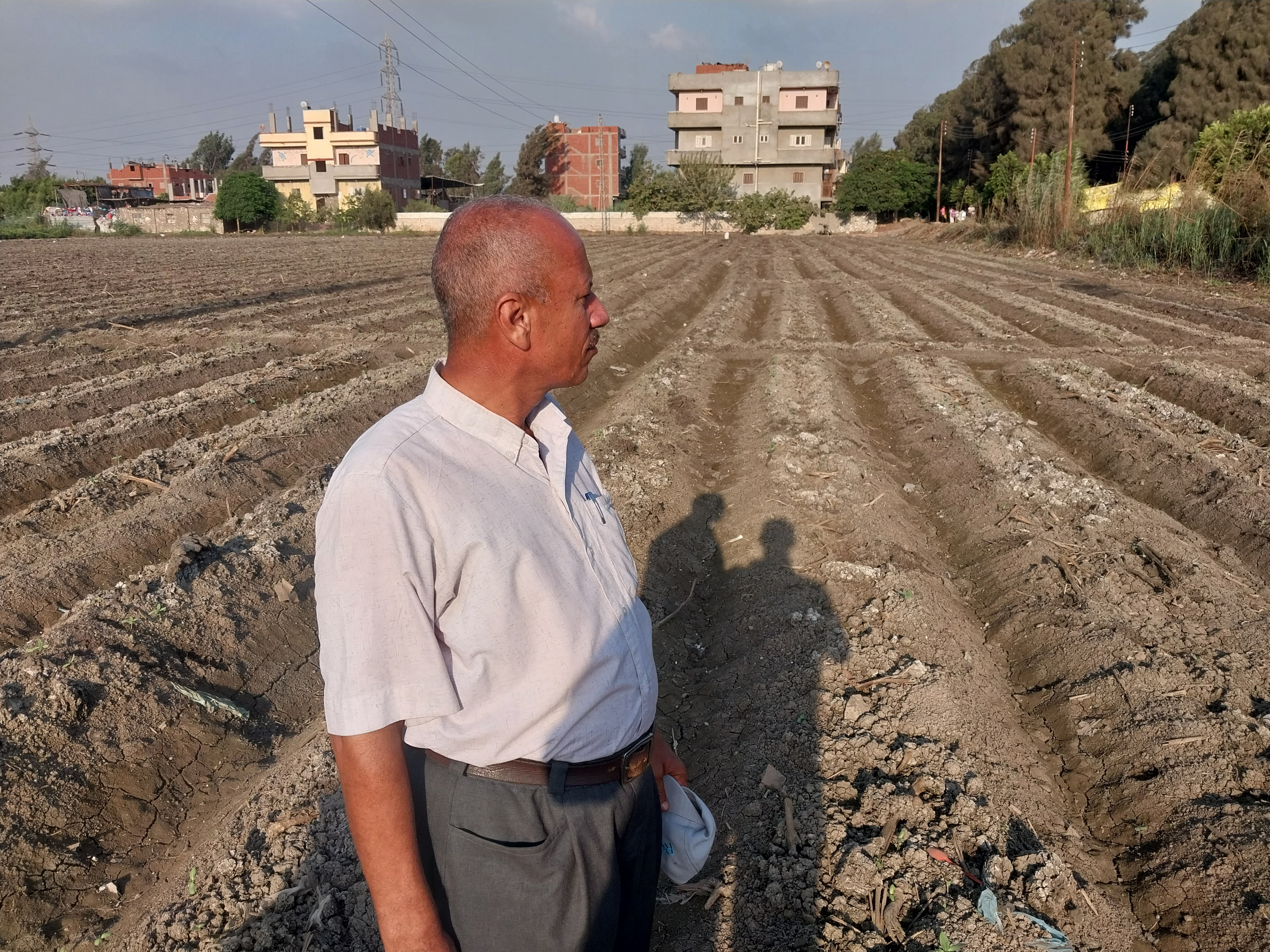 احد مزارعى البسلة الخضراء