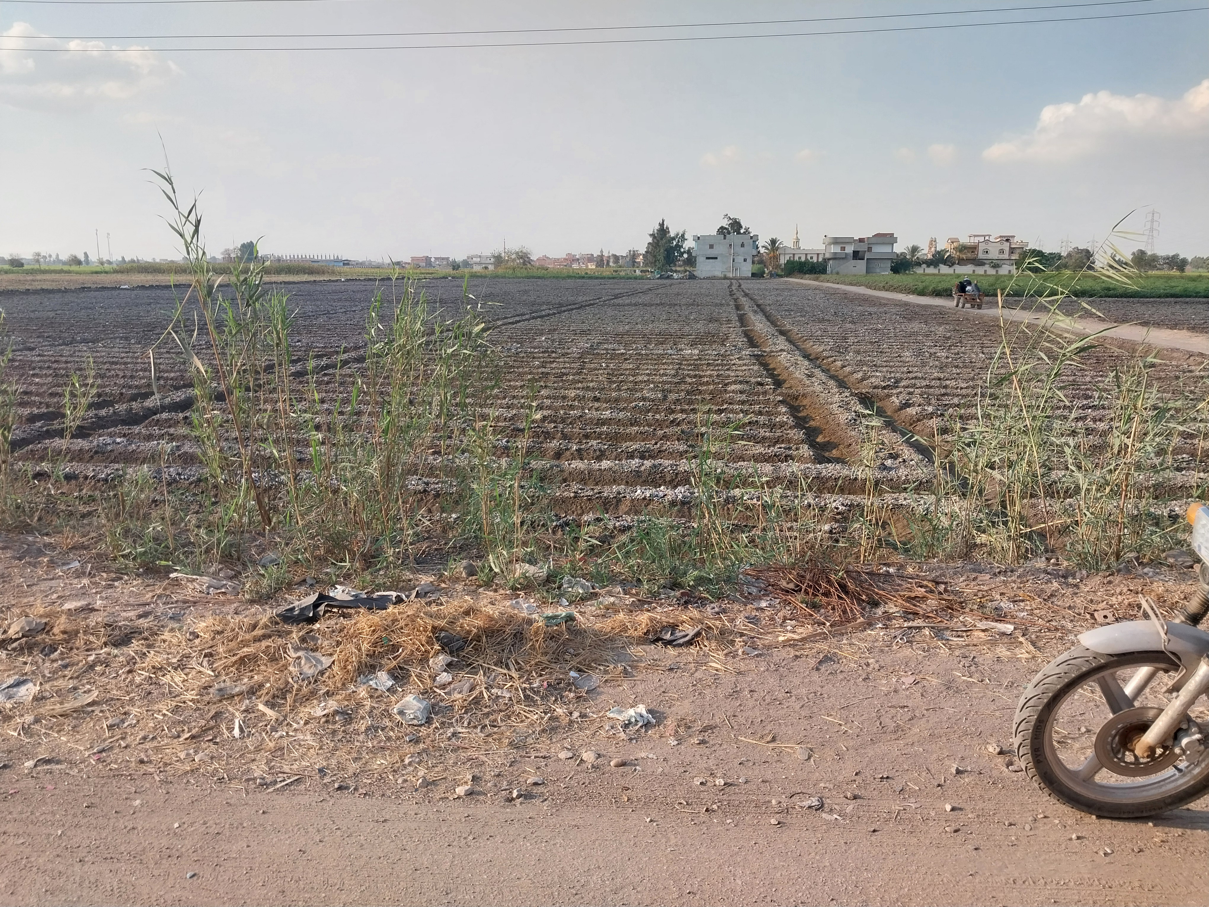 حقول البسلة الخضراء  العروة الاولى 