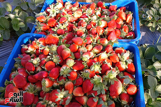 فراولة-فريش