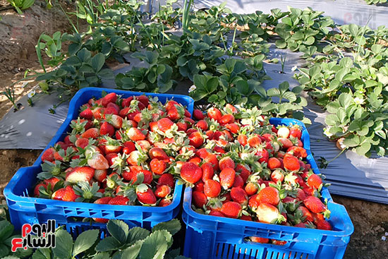 بوكس-الفراولة-فى-الارض