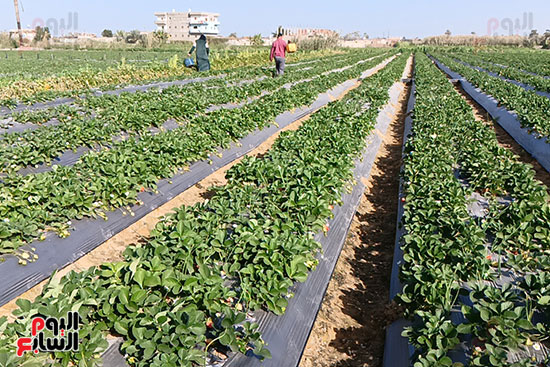 جانب-من-زراعة-الفراولة-