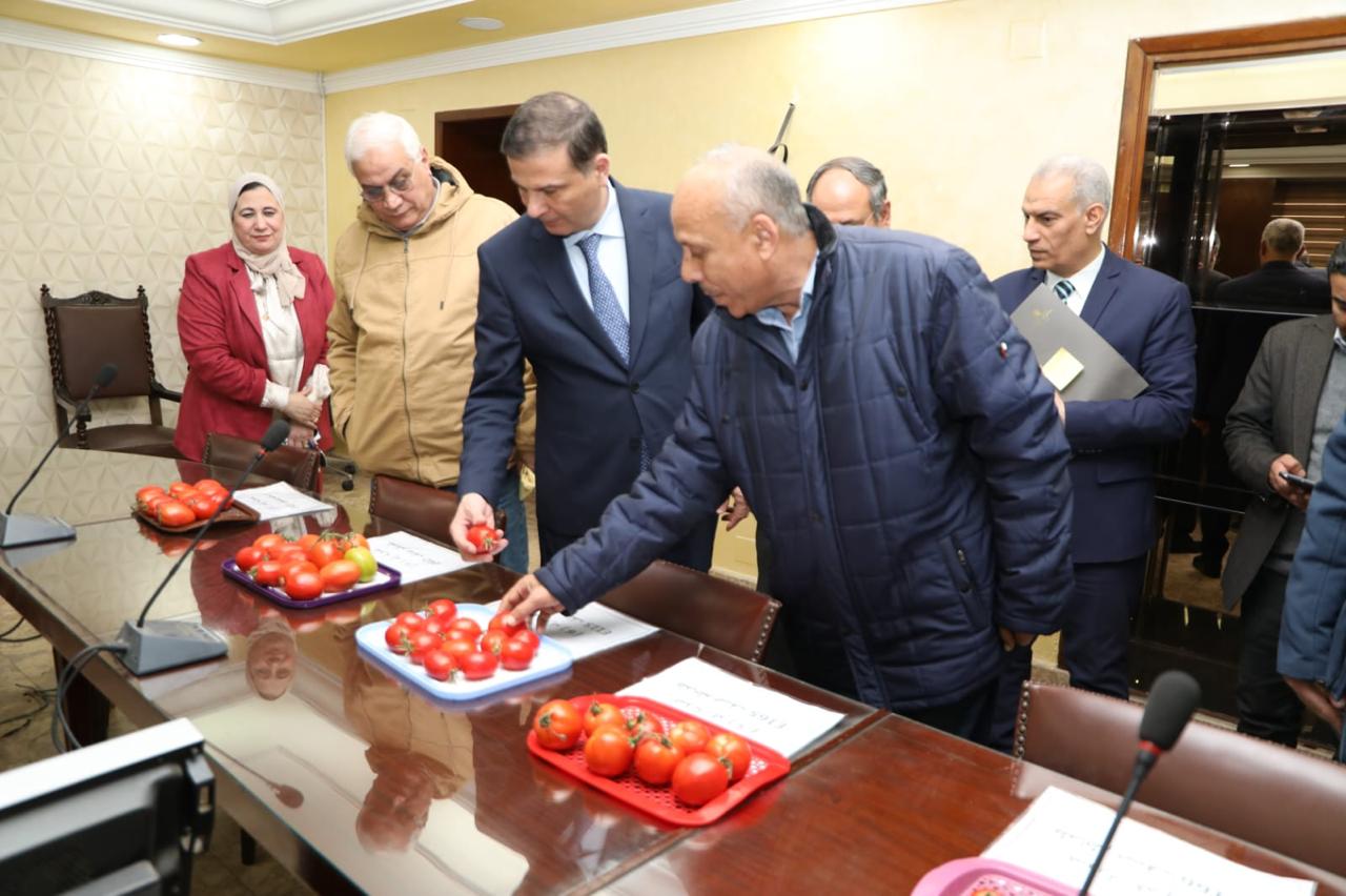 استنباط 8 أصناف طماطم تصل إنتاجيتها إلى 40 طن للفدان