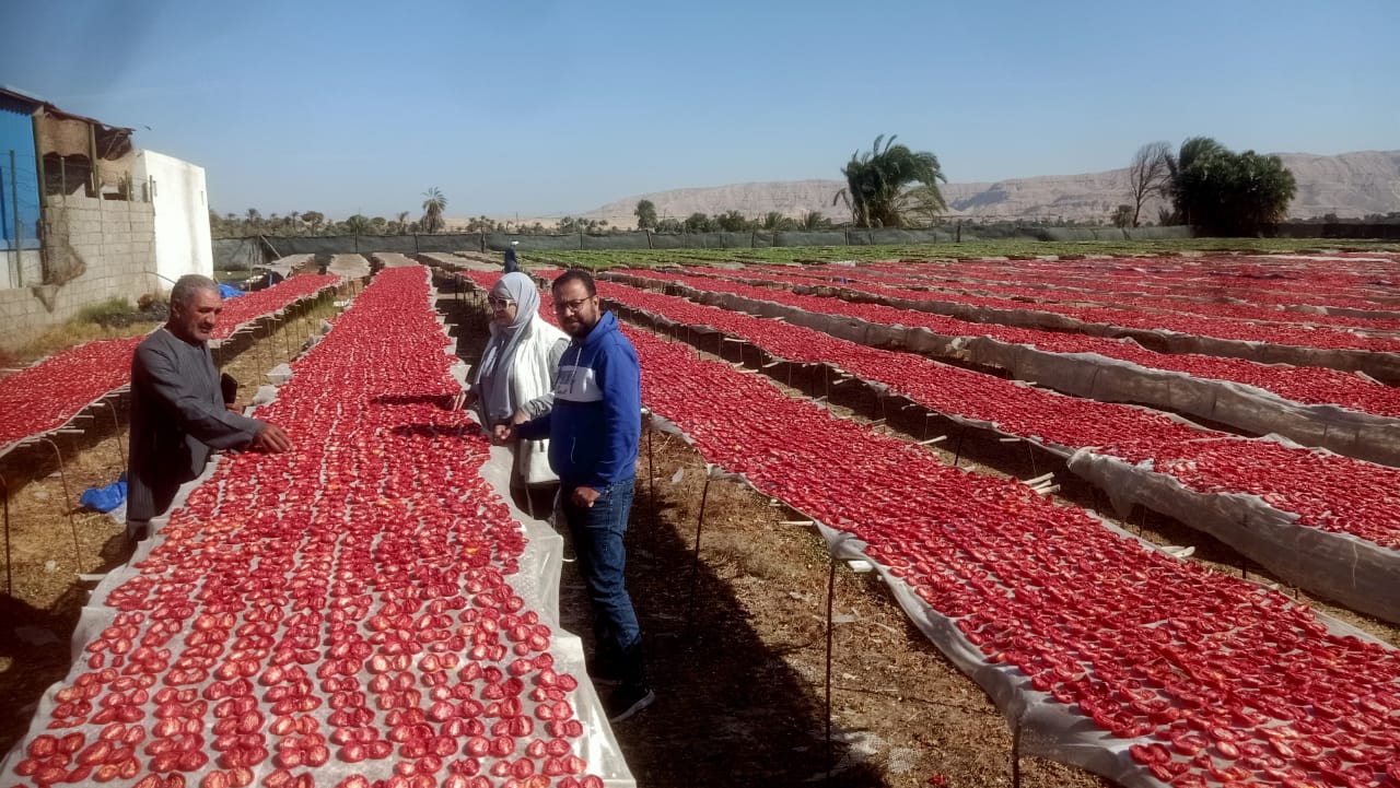 بداية مبشرة لموسم الطماطم المجففة الجديد قبل تصديرها للخارج بداية مبشرة لموسم الطماطم المجففة الجديد قبل تصديرها للخارج