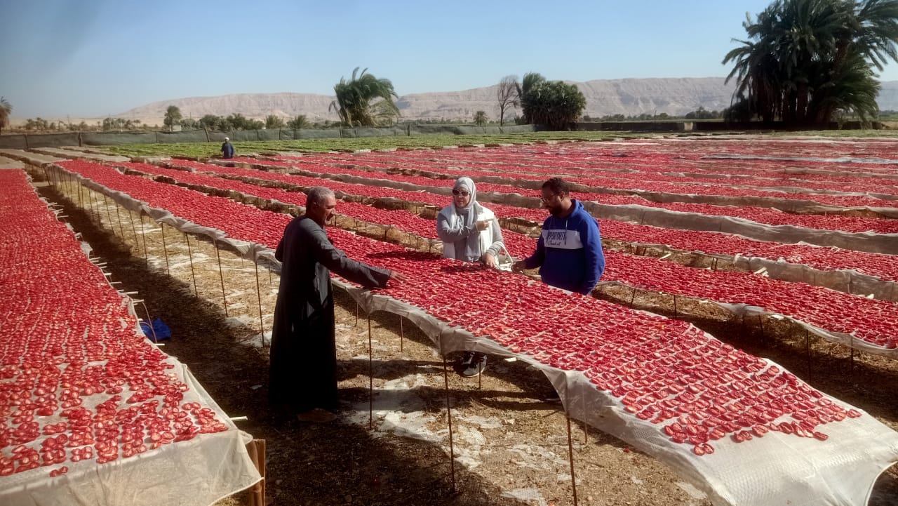 تشهد مناشر تجفيف الطماطم بالأقصر، بداية مبشرة للموسم الجديد تشهد مناشر تجفيف الطماطم بالأقصر، بداية مبشرة للموسم الجديد