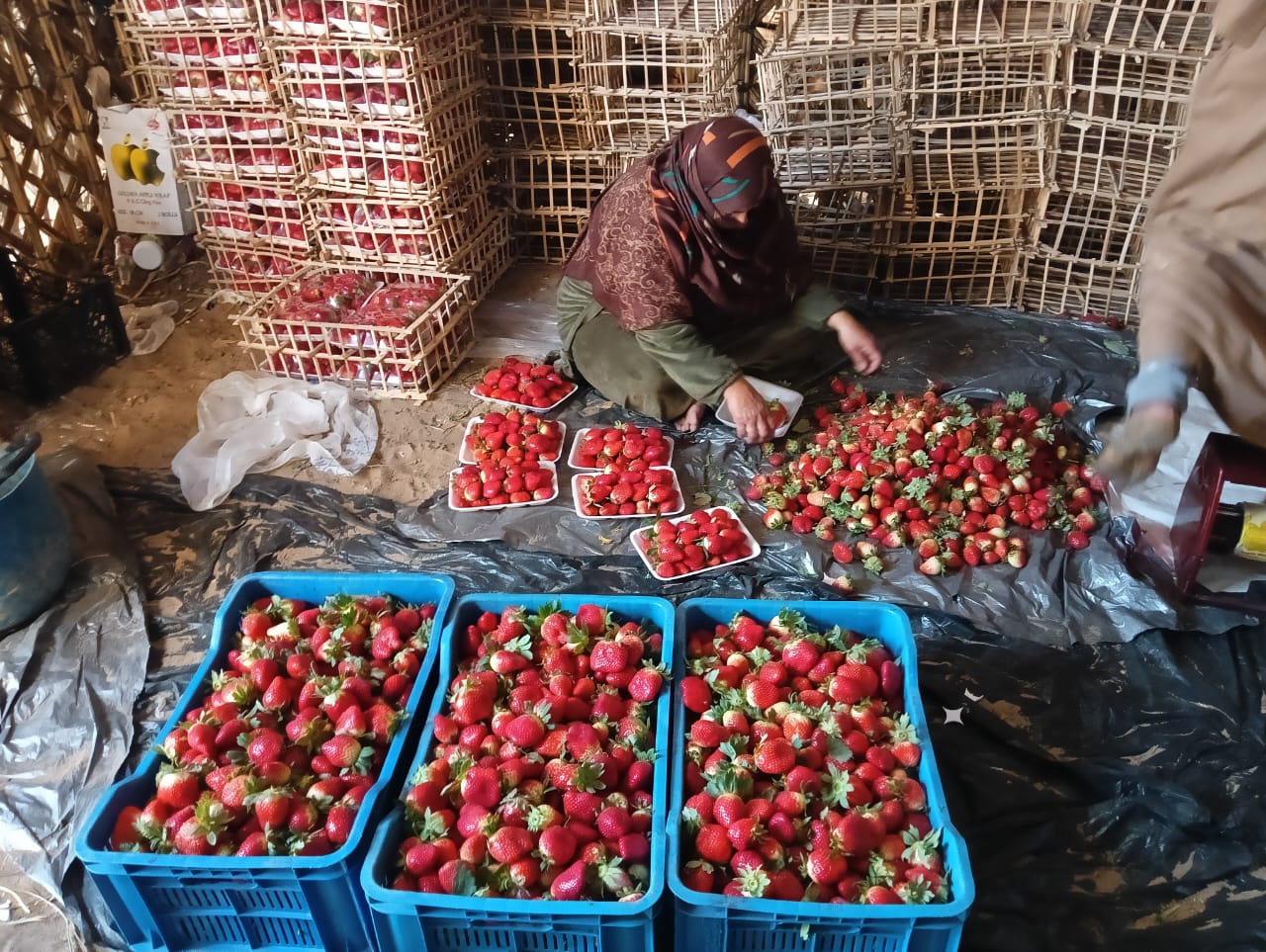تجهيز الفراولة فى اطباق تجهيز الفراولة فى اطباق