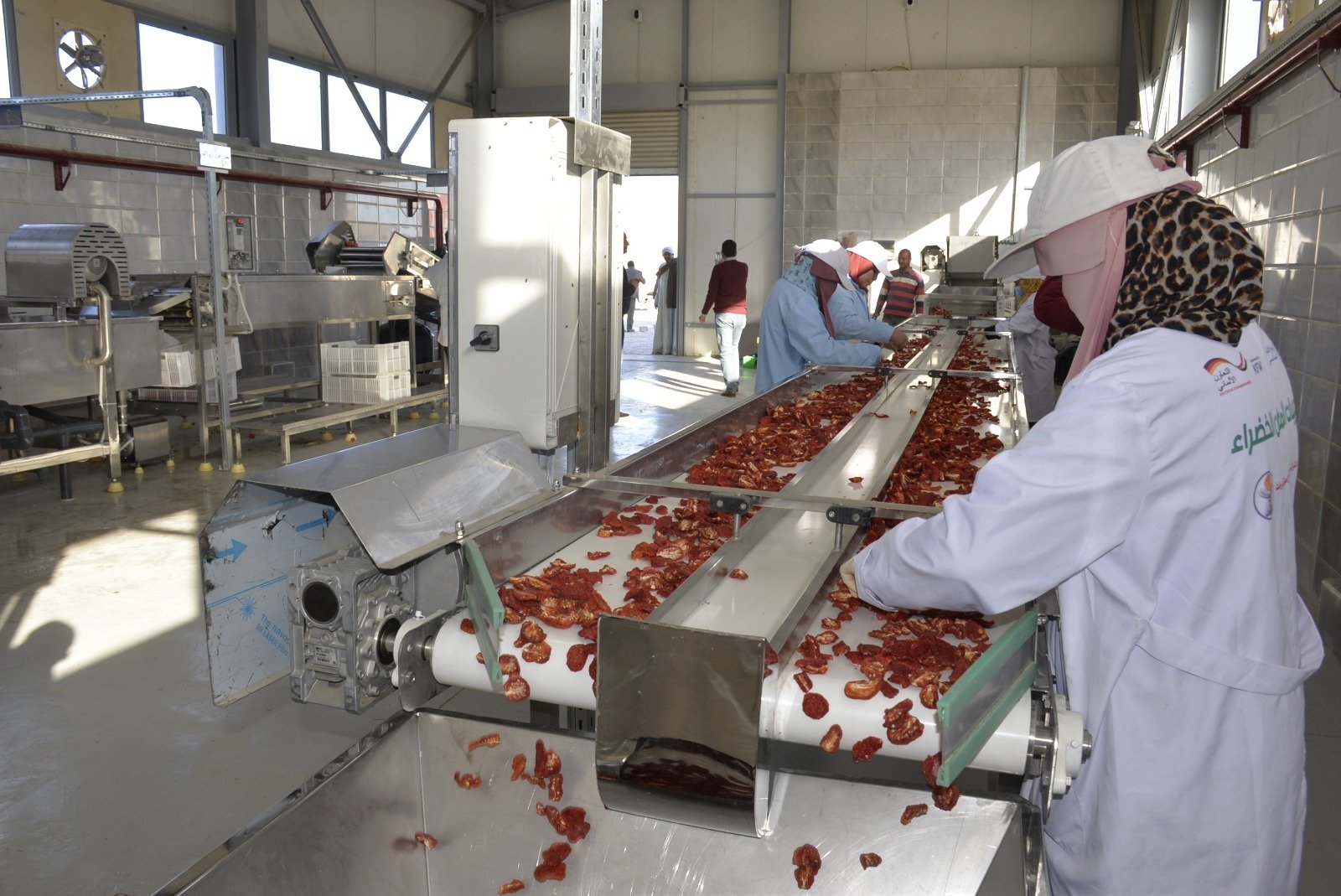 الفتيات خلال عمليات تجفيف الطماطم وفرزها