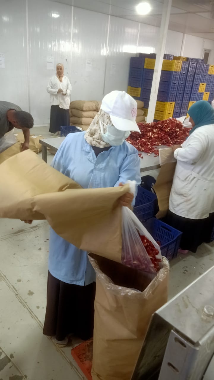 جانب من عمل الفتيات فى تجفيف الطماطم