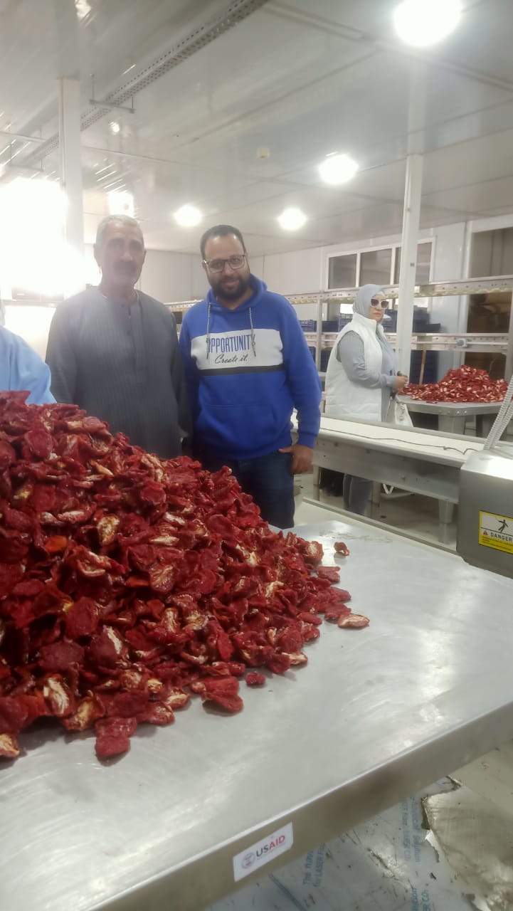النتائج الأولى لتجفيف الطماطم في الموسم الجديد النتائج الأولى لتجفيف الطماطم في الموسم الجديد