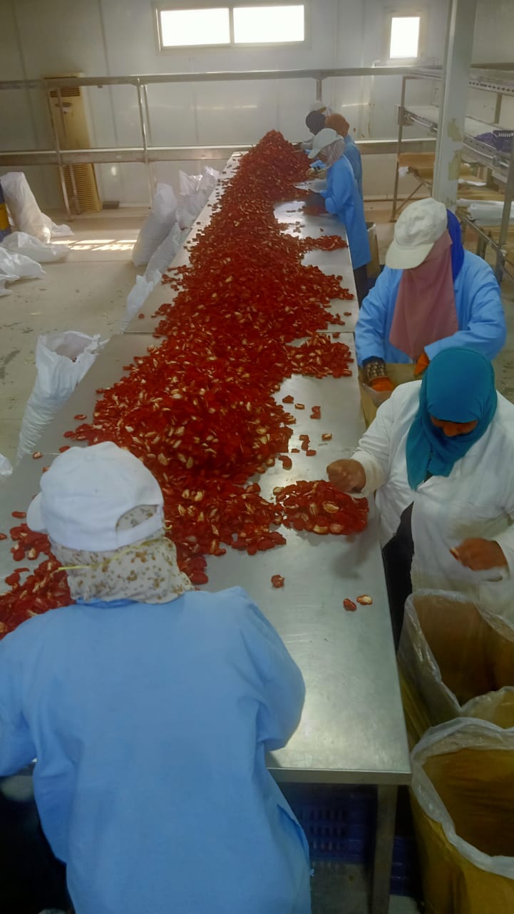 عمل الفتيات فى فرز أولى بشائر تجفيف الطماطم