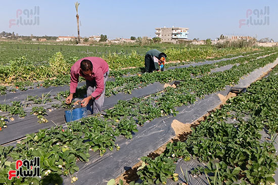 جانب-من-الحصاد-