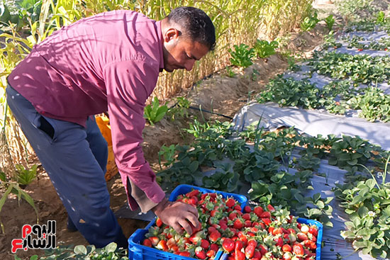 ترتيب-ثمار-الفراولة-فى-البوكس-