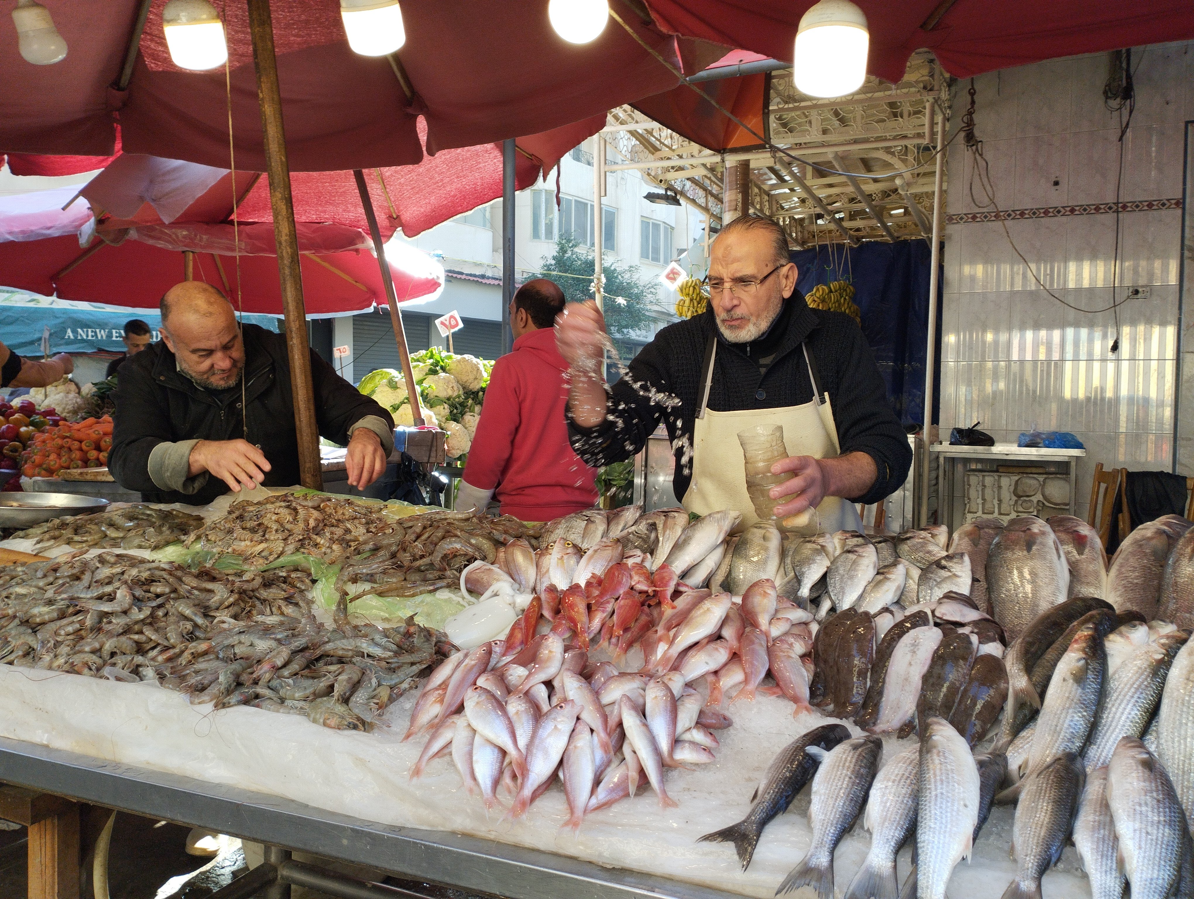 انواع الاسماك في الإسكندرية