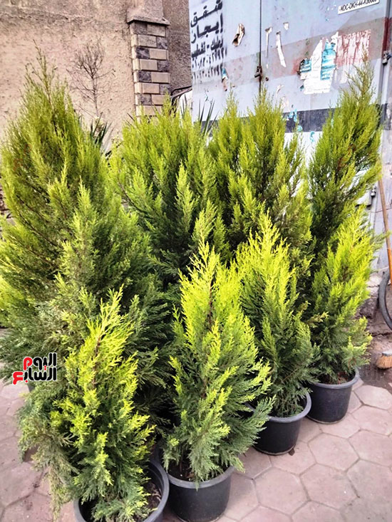 سرو-ليمون سرو-ليمون