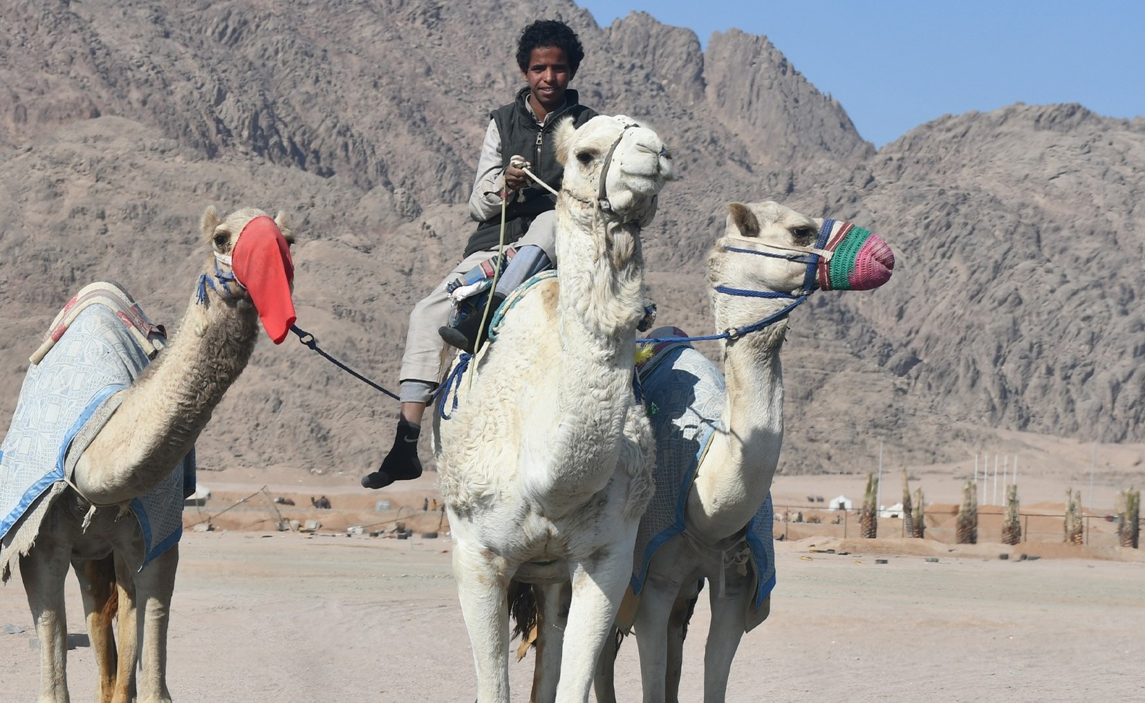 الهجانه بميدان السباقات الهجانه بميدان السباقات