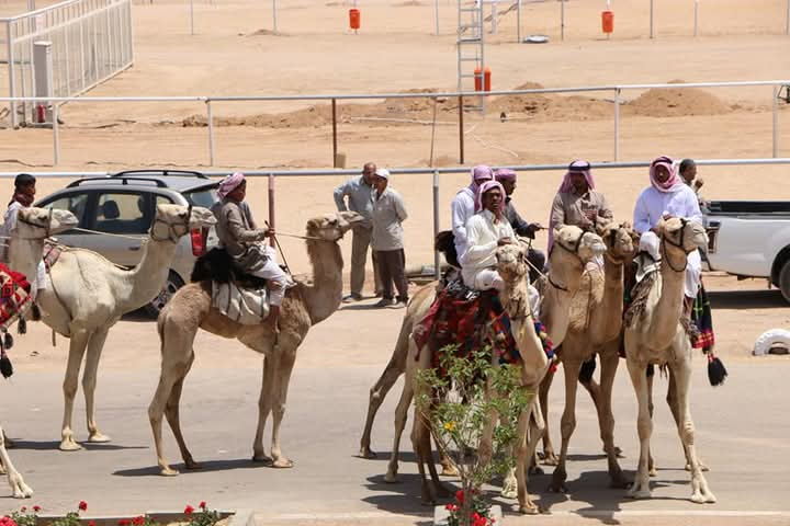 الهجانه بالميدان يستعدون