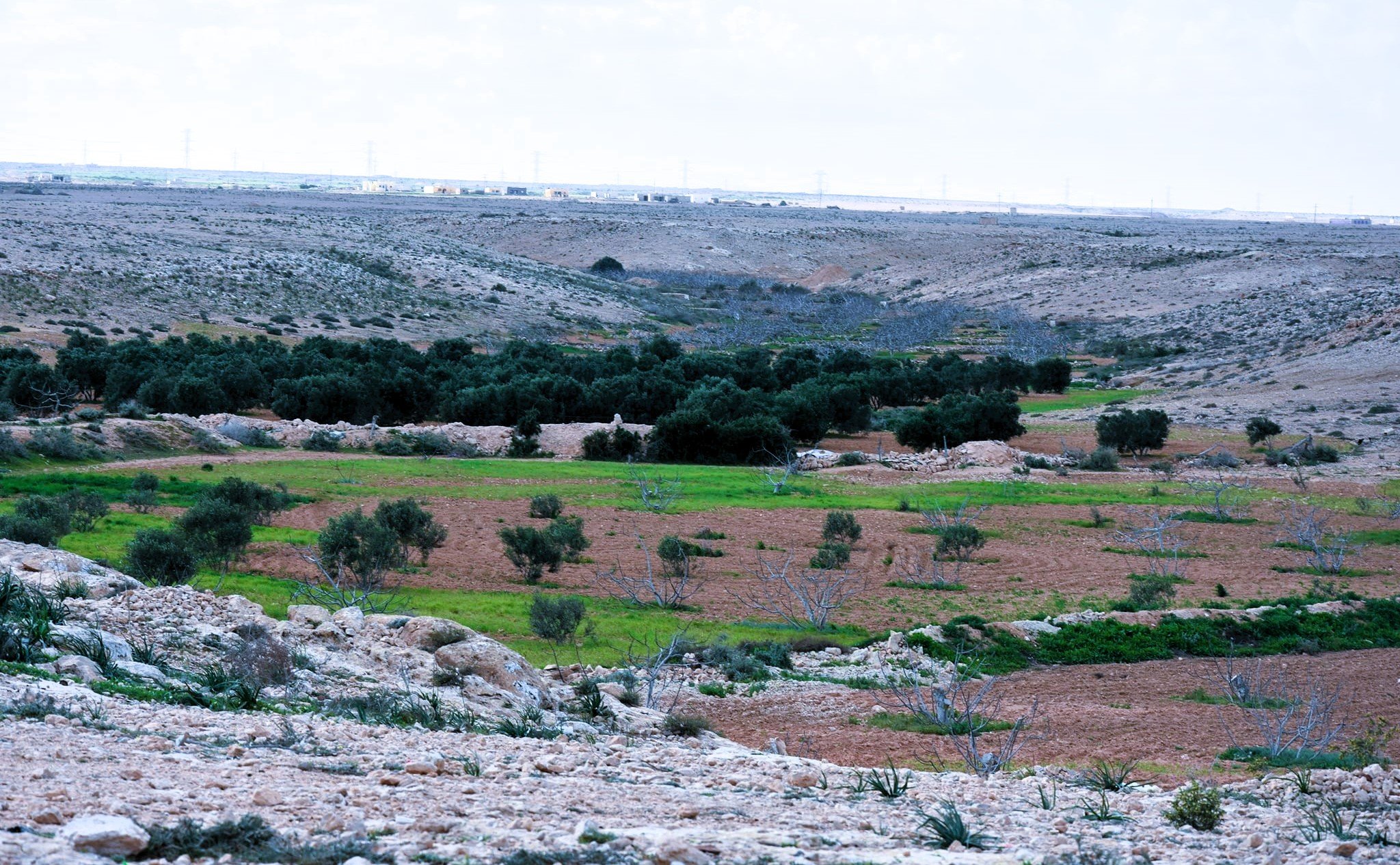 تنمية وزراعة الوديان في مطروح