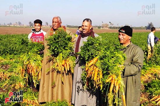 فرحة-حصاد-الجزر